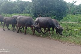 Belajar dari Lebak, daerah dimana ternak kerbau jadi andalan ekonomi warga