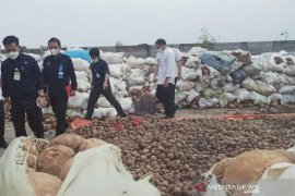 Mentan dorong industri pengolahan porang terus berkembang