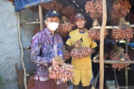 Tanah Laut successfully breeds shallot seeds