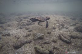 Pengamat nilai konservasi Pulau Seribu majukan ekonomi biru Jakarta