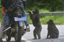 Dokter  hewan pengidap pertama  virus monyet di China meninggal