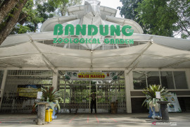"Bonbin Bandung" kumpulkan donasi  untuk pakan satwa