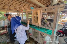 Jelang Idul Adha, harga daging stabil di Aceh Timur