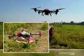 Distan pertimbangkan Drone pembasmi 'Susupan Gunung'