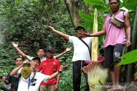 Bunga kibut mekar di kawasan wisata Napal Jungur Seluma