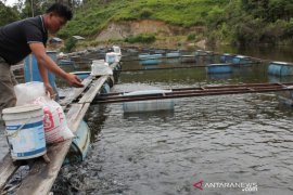 Menengok Desa Sampean penghasil ikan Nila "Raja Inal" terbesar dari Sipirok