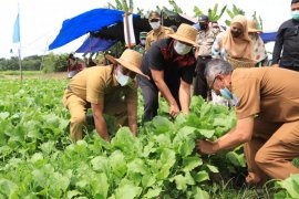 Wali Kota Binjai Amir Hamzah panen raya sayuran