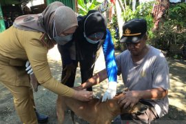Dinas Peternakan OKU vaksin  anti rabies ratusan ekor anjing liar