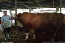 Seekor sapi seberat 1,3 ton milik peternak Agam, calon hewan kurban Presiden RI