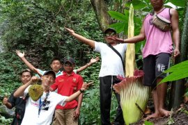Bunga bangkai raksasa mekar di wisata air terjun Napal Jungur Bengkulu
