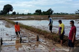 DKPP ajak pemuda Tanah Bumbu jadi petani milenial