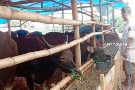 MUI Riau minta panitia kurban taati protokol kesehatan