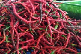 Harga cabai merah di Sumut anjlok menjadi  Rp10.000 per kg