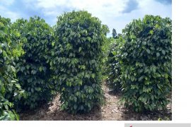 Petani di Kabupaten Belitung diimbau jual lada ketika harga stabil