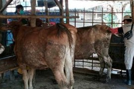 Disnakan Magetan evaluasi target program "Sikomandan"