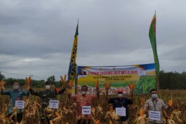 Desa Jilatan Alur lahan potensial pengembangan bibit jagung