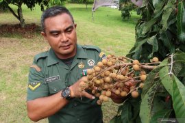 Serda Mugiyanto, dari kehilangan satu kaki hingga jadi "Jenderal buah lengkeng"