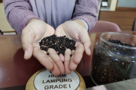 Dewan Rempah dorong petani terus budi dayakan lada