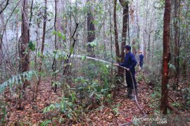 Palangka Raya kembangkan hutan kota 1.600 ha jadi ekowisata