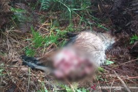 Harimau Sumatera mangsa dua ekor kambing warga