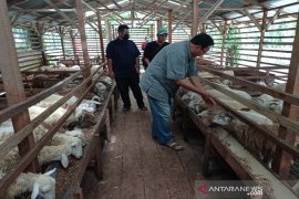 Harga kambing  di Sumut naik didorong permintaan untuk kurban