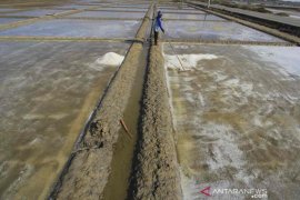 Petambak garam Cirebon belum dapat produksi akibat cuaca