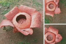 Polda Bengkulu lacak penjual bunga rafflesia di facebook