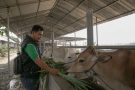 SATU Indonesia Awards Astra mengajak anak muda minati sektor agribisnis