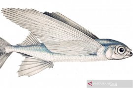 DKP selidiki kegiatan ilegal pengambilan telur ikan terbang di Malra, tegakan aturan