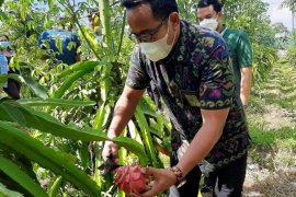 Listrik PLN tingkatkan produktivitas perkebunan buah naga di Gianyar