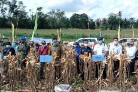 Bengkayang jadi sentra pengembangan jagung Kalbar