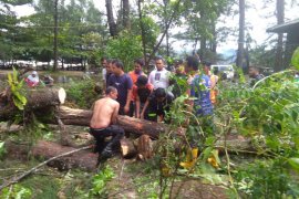 Pohon tumbang akibat hujan dan angin kencang di Tapteng rusak  bangunan