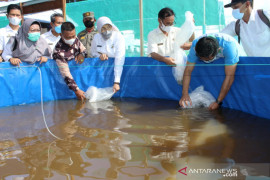 Batola's Teluk Tamba Village to be snakehead fish producer