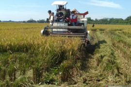 DPRD Jabar desak Bulog percepat penyerapan gabah petani atasi anjloknya harga