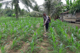 Ini target produksi jagung di Aceh Jaya