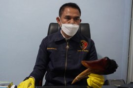 Polisi ringkus seorang pemuda pemburu burung rangkong di Bener Meriah