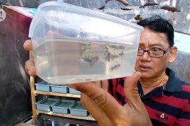 Budi daya ikan hias di lahan kecil dengan untung besar