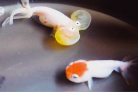 Menilik warisan keterampilan budi daya ikan mas hias Fuzhou