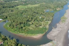 30 perusahaan Sumbar dukung program peremajaan pohon kelapa
