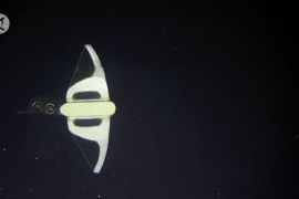 Ikan robot lunak penjelajah laut dalam&nbsp;