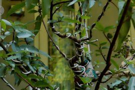 Meraup banyak rupiah dari budi daya bonsai