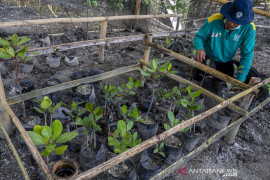 PERSEMAIAN BIBIT POHON MANGROVE Page 2 Small