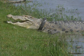 Buaya berkalung ban kembali terlihat di Sungai Palu Page 1 Small