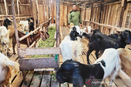 DKPP Palangka Raya bentuk tim pemeriksa kesehatan hewan kurban