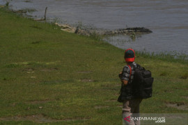 Buaya Berkalung Ban Kembali Tampakkan Diri Page 1 Small