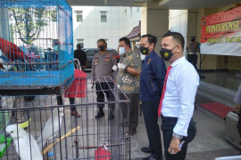 BKSDA-Polda Yogyakarta tertibkan kepemilikan satwa dilindungi, ada burung dari Maluku