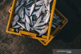 Waduh, ekspor Maluku Januari-Mei turun 66 persen