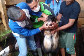 Dinas Perikanan dan Peternakan OKU periksa kesehatan hewan