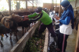 Masyarakat OKU diimbau tidak potong sapi betina produktif