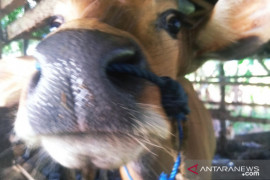 Dinas Pertanian Kabupaten PPU periksa kelayakan hewan kurban